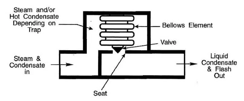 Diagrama de un purgador de vapor termostático con elemento de fuelle que muestra el recorrido del flujo de entrada de vapor y de salida de condensado